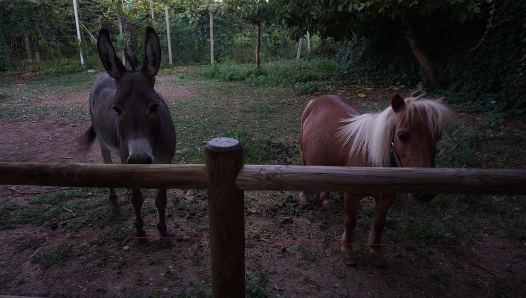 Hotel Agriturismo Fior Di Pesco Sommacampagna Exterior foto